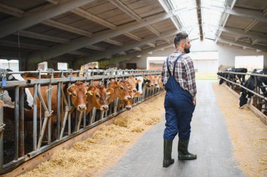 Çiftçi ahırda yürüyor ve inekleri izliyor saman yiyor, modern çiftlik idaresini ve çiftlik hayvanlarını temsil ediyor.