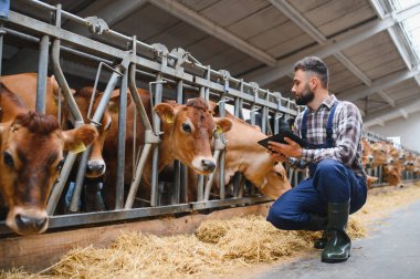 Çiftçi Jersey ineklerinin yanında çömelmiş, modern istikrarlı bir ortamda beslenmelerini ve sağlıklarını izlemek için dijital tablet kullanıyor.