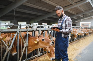 Modern bir mandıra çiftliğinde kahverengi inekleri incelerken dijital tablet kullanan çiftçi, teknolojiyi tarımla harmanlıyor.