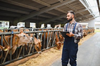 Çiftçi, inek ahırında pano tutarken Jersey ineklerini teftiş ediyor, verimli çiftlik hayvanları yönetimi ve hayvan refahı sağlıyor.