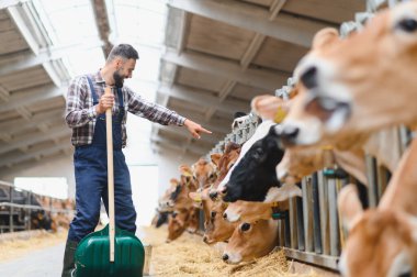 Kürekli çiftçi, ahırın içinde çalışırken neşeyle Jersey ineklerini işaret ediyor. Modern tarım ve çiftlik hayvanlarını temsil ediyor.
