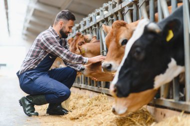 Genç çiftçi ahırda çömelmiş ve Jersey ineklerini okşuyor, modern bir çiftlikte çiftlik hayvanlarına bakıyor.