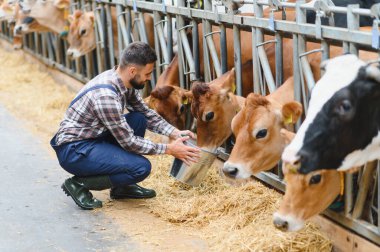 Genç çiftçi çömelmiş ve iyi donanımlı bir ahırın modern imkanlarıyla çevrelenmiş kovadan samanla Jersey ineklerini besliyor.