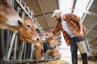 Çiftçi ahırın içindeki Jersey sığırlarına yem sağlıyor, modern tarım uygulamaları ve sürdürülebilir tarım sergiliyor.