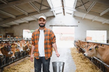 Çiftçi ahırda elinde metal kovayla dolaşıp ahırda saman yiyen Jersey sığırlarını kontrol ediyor.