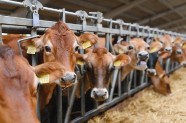 Kulaklık takan Jersey inekleri, sürdürülebilir tarım ve çiftlik hayvanlarını temsil eden modern bir ahırda samanla besleniyorlar.