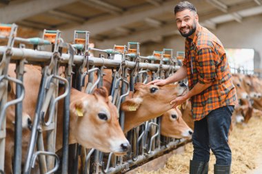 Çiftçi ahırda Jersey ineklerine bakıyor, kırsal yaşamda insan ve hayvan arasında bir bağ kurarken bir buzağının kafasını nazikçe okşuyor.
