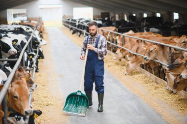 Genç çiftçi ahır koridorunu kürekle temizliyor. Etrafı samanların üzerinde canlı bir kırsal alanda otlayan ineklerle çevrili.