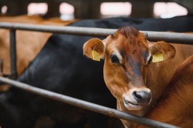 Kahverengi kazaklı inek, inek ahırında dikilmiş metal bir çitin içinden merakla bakıyor kırsal çiftlik hayatını ve çiftlik hayvanlarını somutlaştırıyor.