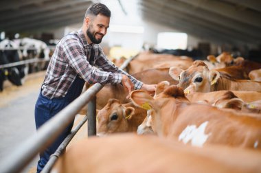 Genç çiftçi, sürdürülebilir bir mandıra çiftliğinde, modern bir ahırda formalı buzağıları nazikçe okşayarak çiftlik hayvanları için besleyici bir ortam sağlıyor.