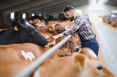 Genç çiftçi, modern bir ahırda inekleri okşarken hayvan refahına ve sürdürülebilir tarıma olan bağlılığını sergiliyor.