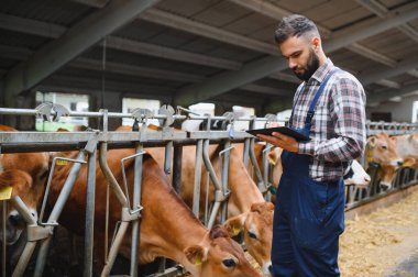 Genç çiftçi, rahat bir ahırda beslenen kahverengi inekleri izlerken dijital tablet kullanıyor ve verimli bir çiftlik hayvanı yönetimi sağlıyor.