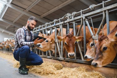 Çiftçi, inek ahırında inekleri dikkatlice incelerken, çömelip dijital tablet kullanırken, optimum bakım ve çiftlik hayvanlarının idaresini sağlıyordu.
