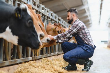 Genç çiftçi, modern bir mandıra, tarım ve çiftlik hayvanı kavramının ahırında Jersey ineklerini okşuyor.