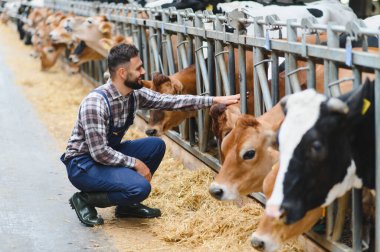 Genç çiftçi, ahırdaki çitlerin arasından çömelmiş, Jersey ineklerini okşuyor, çiftlik hayvanlarına bakıyor ve sevgi ve şefkat gösteriyor.