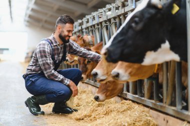 Genç çiftçi ahırda ineklerini kucaklıyor, modern bir mandırada hayvanlara sevgi ve ilgi gösteriyor.