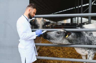 Veteriner eldiven takıyor, pano tutuyor çiftlikteki bir ahırda inekleri inceliyor, sağlıkları hakkında notlar alıyor.