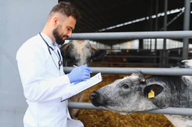 Veteriner, modern bir çiftlikte bir ineği incelerken hayvan sağlığı ve refahını sağlarken not alıyor.