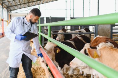 Veteriner, modern bir çiftlikteki inekleri incelerken, hayvanların sağlığı ve refahı için notlar alıyor.