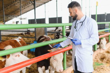 Modern bir çiftlik ortamında bir grup ineği inceleyen veteriner, hayvan sağlığı ve refahını sağlarken bir panoya özenle not alıyor.