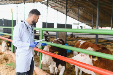 Veterinerlik çağdaş tarım ortamında inekler üzerinde bir sağlık kontrolü yaparak, modern tarım alanındaki hayvan bakımının önemini vurgulamaktadır.