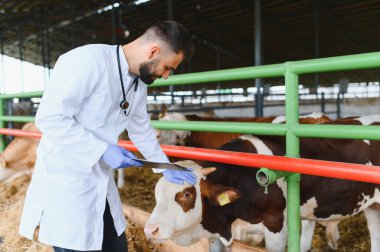 Veteriner eldiven takıyor ve dijital tablet kullanıyor, ahırda bir ineğin sağlığını inceliyor, düzgün bakım ve sağlığını sağlıyor.