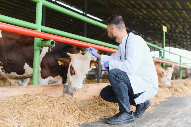 Modern bir ahırda bir ineğin kafasını inceleyen veteriner, sağlığını sağlama almak ve yenilikçi teknikler kullanmak ve özel bakım sağlamak.