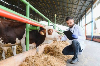 Modern bir çiftlikteki bir ineği çömelip inceleyen veteriner, çiftlik hayvanlarının sağlığını ve iyiliğini garanti altına alıyor.