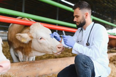 Eldiven ve laboratuvar önlüğü giyen veteriner çiftlikte bir ineği inceliyor, muhtemelen ilaç veriyor ya da şırınga ve şişe kullanarak örnek topluyor.