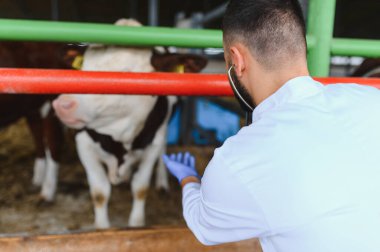 Veteriner eldiven takıyor ve steteskop kullanıyor. Çiftlikteki bir ineği inceliyor, hayvan sağlığı ve refahını sağlıyor.