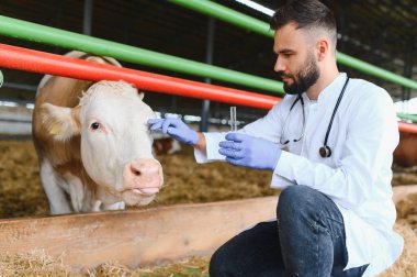 Veteriner ahırda bir ineği test tüpü tutarken muayene ediyor, çiftlik hayvanını muayene ediyor.