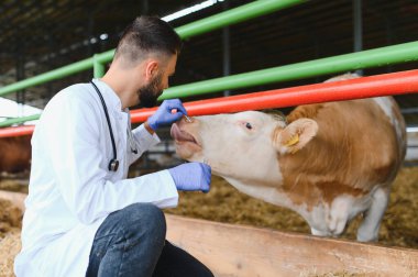 Veteriner eldiven ve steteskop takıyor ahırda bir ineğin ağzını inceliyor ve çiftlik hayvanları için gerekli tıbbi bakımı sağlıyor.