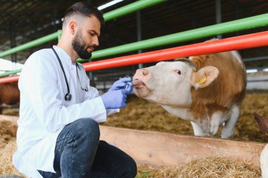 Veteriner eldiven takıyor ve şırınga kullanıyor, modern ahırda ineğin dilini inceliyor, çiftlik hayvanlarının sağlığını ve hastalığını önlüyor.