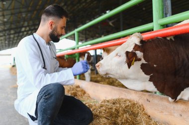 Veteriner eldiven takıyor ve elinde şırıngayla ahırda ineği inceliyor, çiftlik hayvanlarına özel bakım ve tedavi sağlıyor.
