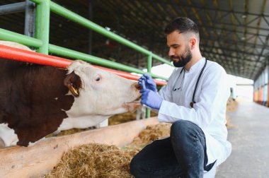 Eldiven ve laboratuvar önlüğü giyen genç bir veteriner ahırın içindeki bir ineğe şırıngayla ilaç veriyor.