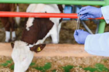 Veteriner eldiven tutuyor ve modern bir ahırda hayvan sağlığı ve çiftlik verimliliğini sağlamak için bir inekten alınan örneği inceliyor.