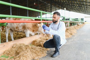 Genç veteriner ahırın içinde inek aşısı için şırınga hazırlıyor. Çiftlik hayvanlarının sağlığını ve hastalığını önlüyor.