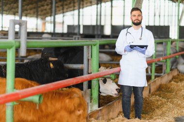 Beyaz önlük ve mavi eldiven giyen veteriner dijital tablet kullanıyor ve ahırda inekleri inceliyor.