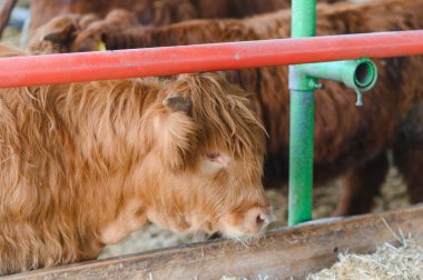 Ahırda saman yiyen bir ineği inceleyen veteriner, sağlığını sağlamakta ve gerekli tedaviyi sağlamaktadır.