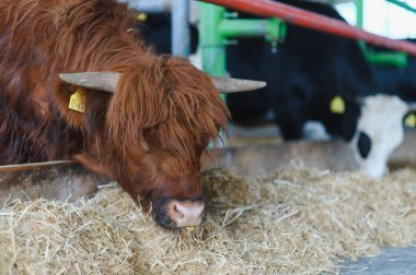 Kahverengi dağ ineği ahırın içinde samanla besleniyor. Etrafı diğer ineklerle çevrili. Çiftlik hayatını ve çiftlik hayvanlarını gösteriyor.