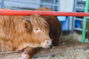 Ahırda saman yiyen bir ineği inceleyen veteriner, çiftlikte sağlık ve refahını sağlıyordu.