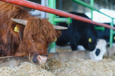 Kahverengi dağ ineği ahırın içinde samanla besleniyor, arka planda diğer inekler, çiftlik hayvanları çiftliğinde.