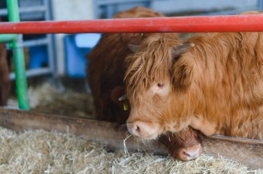 Konforlu bir ahırda saman yiyen iki dağ sığırı huzurlu bir çiftçilik ortamında besleyici yemeklerini yiyorlar.
