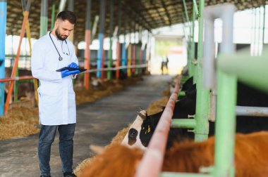 Veteriner mavi eldiven takıyor ve dijital tablet kullanıyor. Kırsal bir çiftlikteki ahırda inekleri inceliyor ve kontrol ediyor.