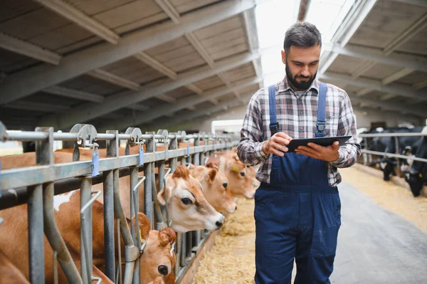 Çiftçi, modern bir ahırda dijital tablet kullanarak ineklerini izliyor ve tarım teknolojisini sergiliyor.