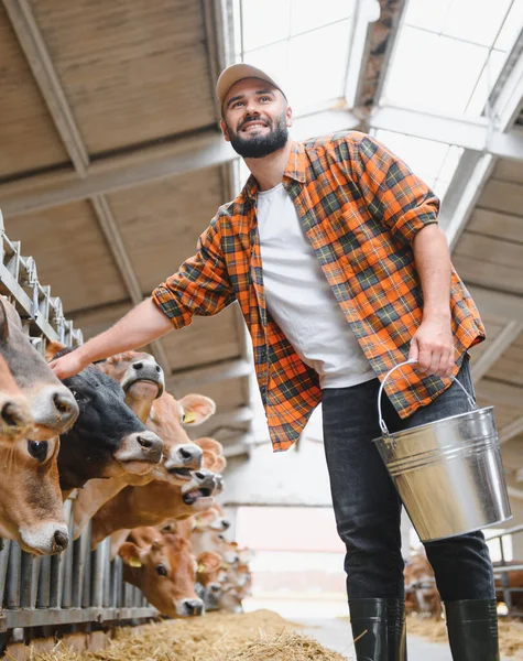 Çiftlik hayatının özünü somutlaştıran, taşralı bir ahırda metal bir kova tutarken Jersey ineklerini nazikçe okşayan sığırlar.