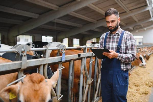 Tulumlu bir çiftçi, elinde bir pano, ahırda inekleri teftiş ederken, çiftlik hayvanları ve süt ürünleri üretimi için kalite kontrolü sağlıyordu.