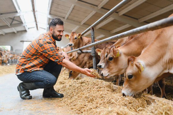 Молодой фермер скармливает сено крупному рогатому скоту в сарае, представляя устойчивое сельское хозяйство и заботу о скоте