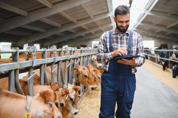 Çiftçi ahırda Jersey sığırlarının yanında yürürken dijital tablet kullanıyor, modern teknolojilerle inekleri yönetiyor ve kontrol ediyor.