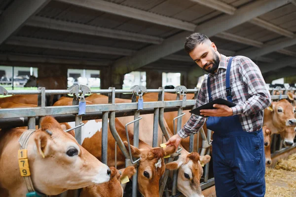 Modern bir mandıra çiftliğinde dijital tablet kullanan ve inekleri okşayan çiftçi, çiftlik hayvanları yönetimi ve tarım teknolojisini sergiliyor